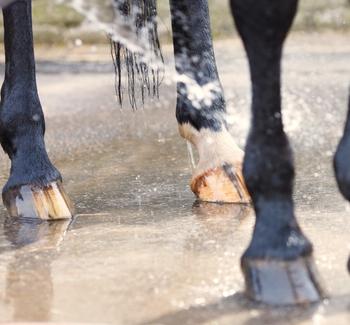 Mytí koňských nohou