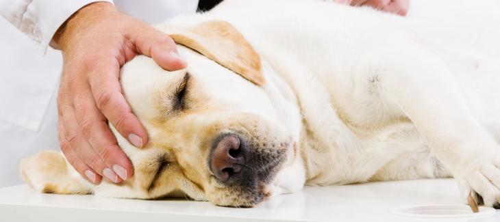 Veterinární lékař vyšetřující psa