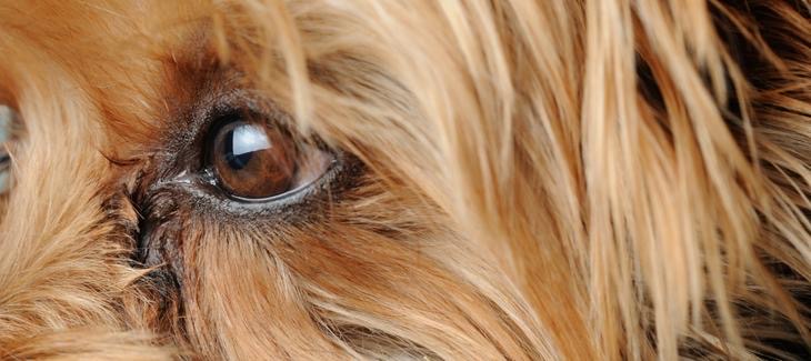 Detail uslzeného psího oka