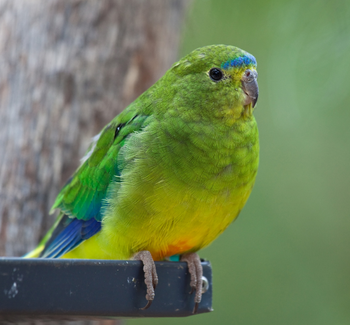 Zelený papoušek