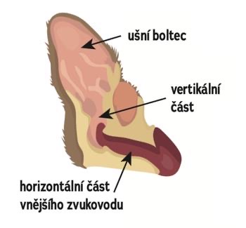 Nákres a popis ucha psa