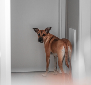 Stojící pes u dveří