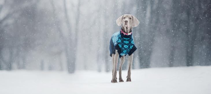 Pes ve svetru stojící ve sněhu