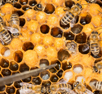 Včely a plástve medu