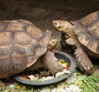 Želvy u misky s jídlem