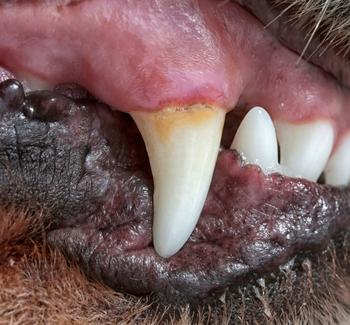 Zubní kámen za špičáku psa