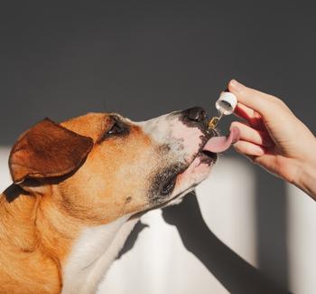 Podávání zubního oleje psovi