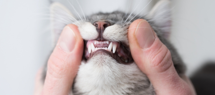 Kočičí zuby