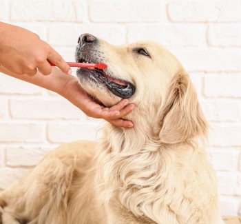 Čištění zubů psovi