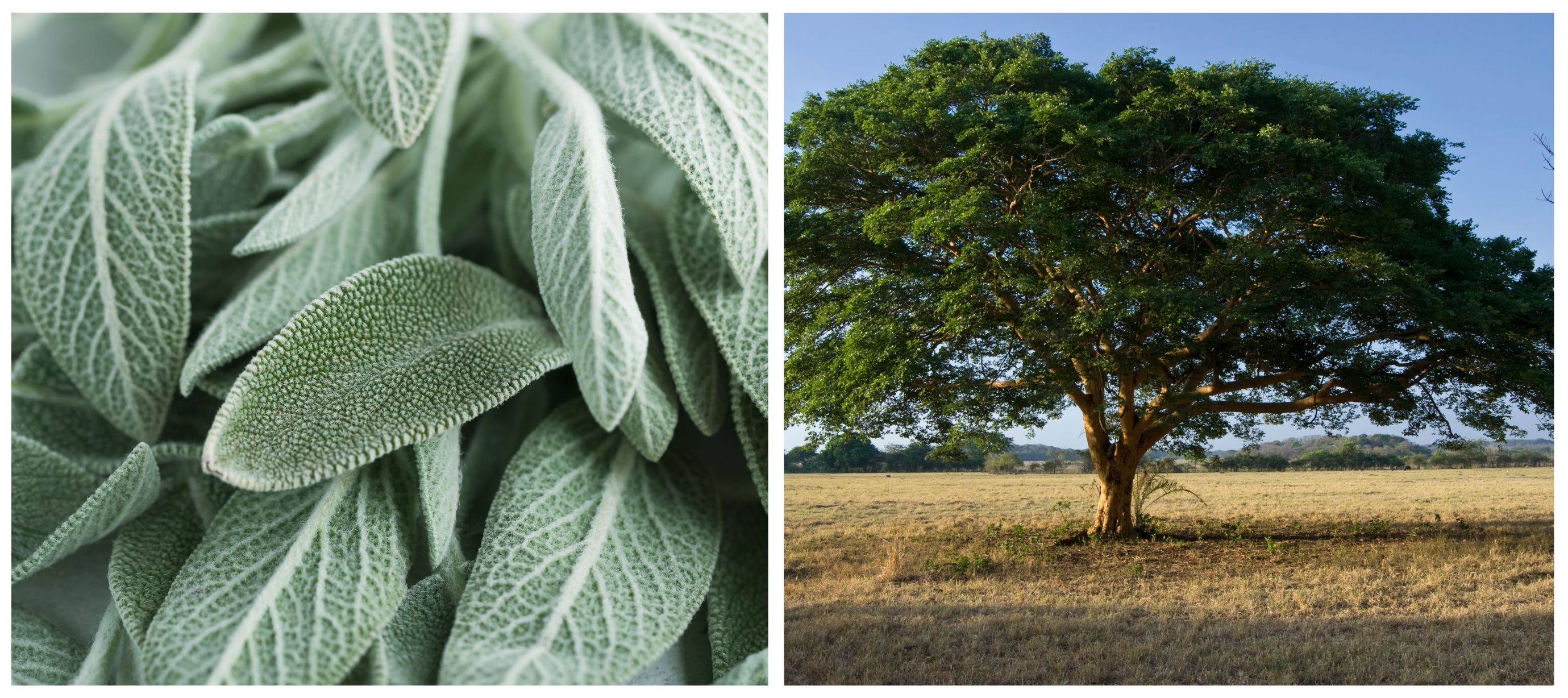 Koláž z listů šalvěje lékařské a stromu kopaiva