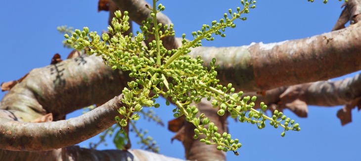 Boswellie - rostlina a její blahodárné účinky na naše tělo
