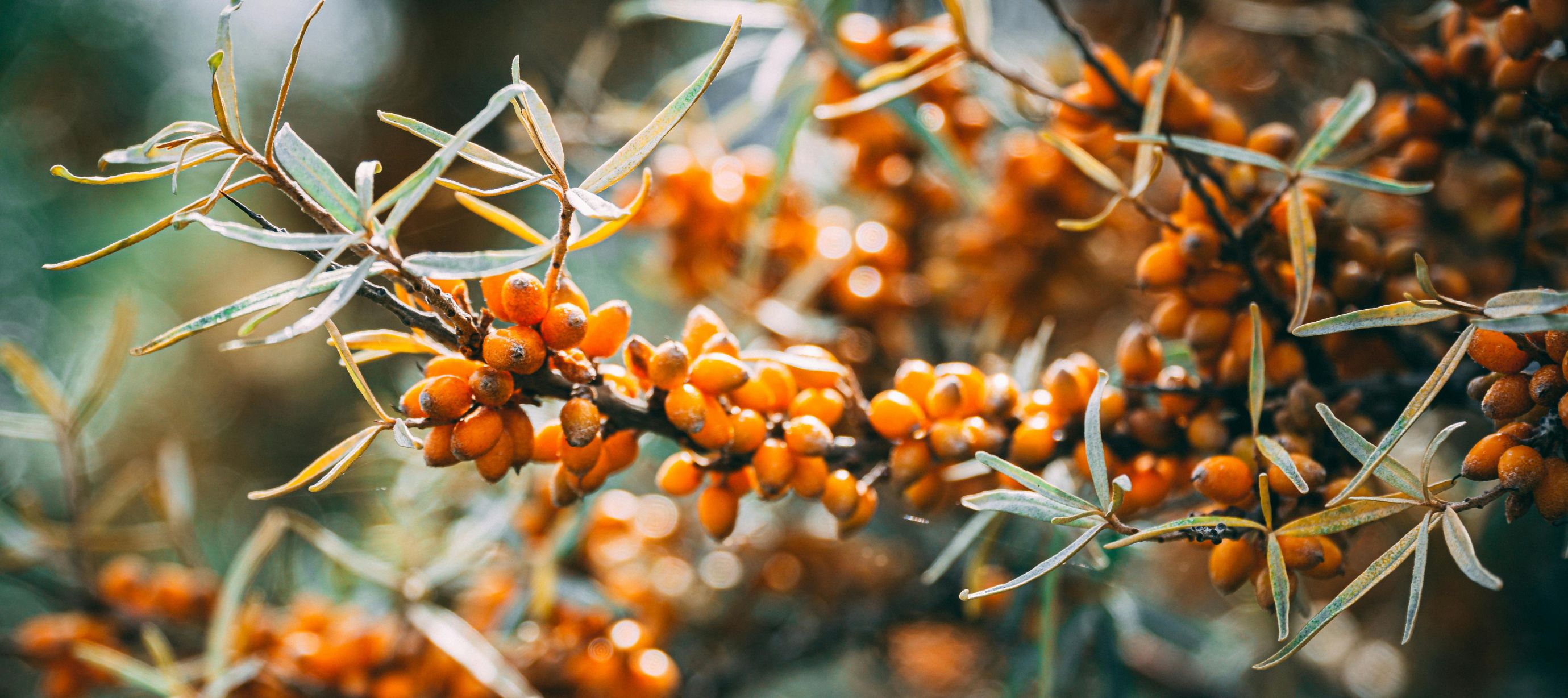 Rakytníkový keř s plody