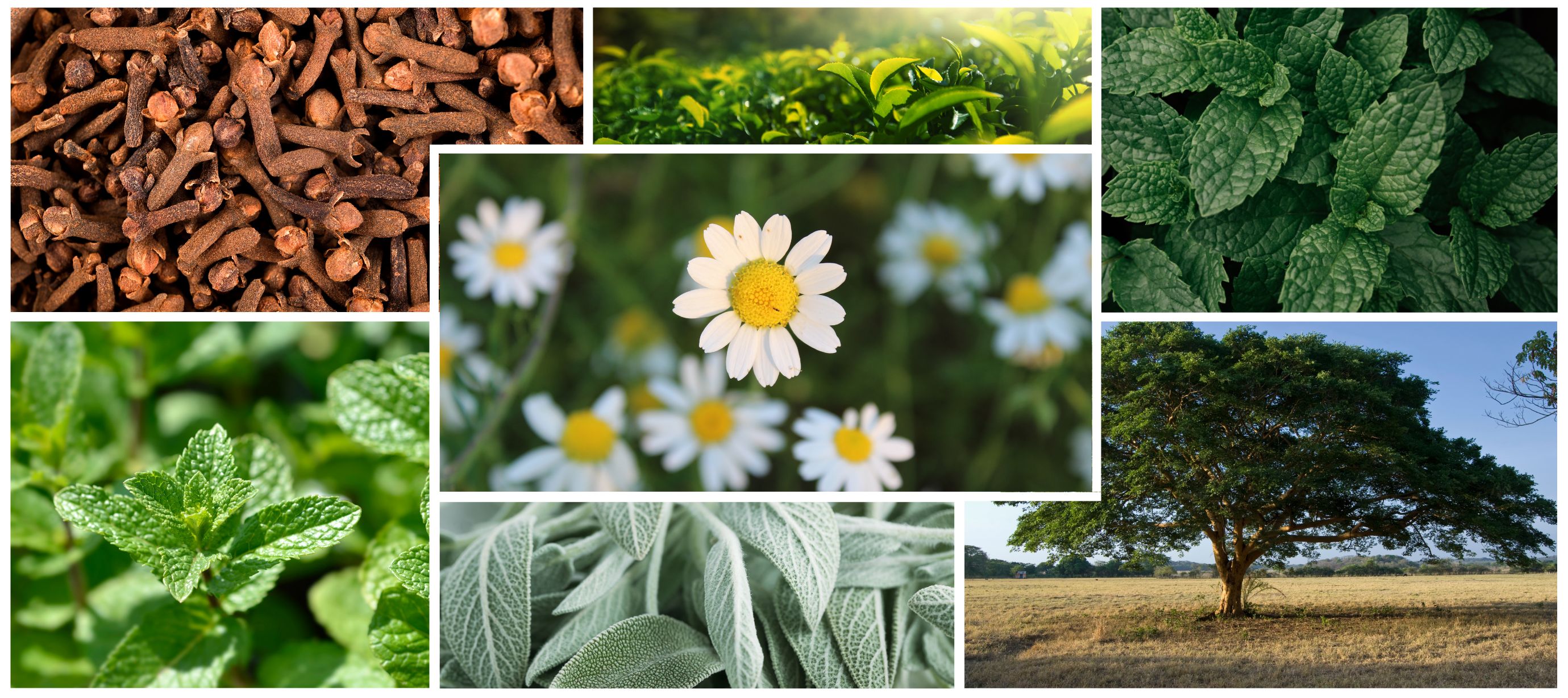 Koláž z hřebíčku, heřmánku, kopaivy, šalvěje, máty eprné a máty kadeřavé