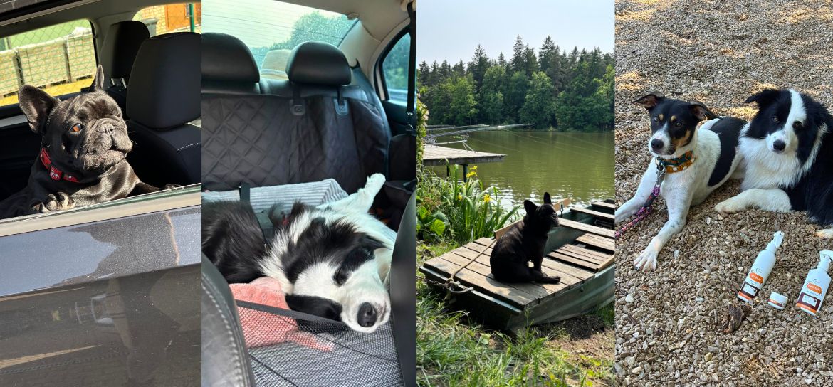 Psi na různých výletech.