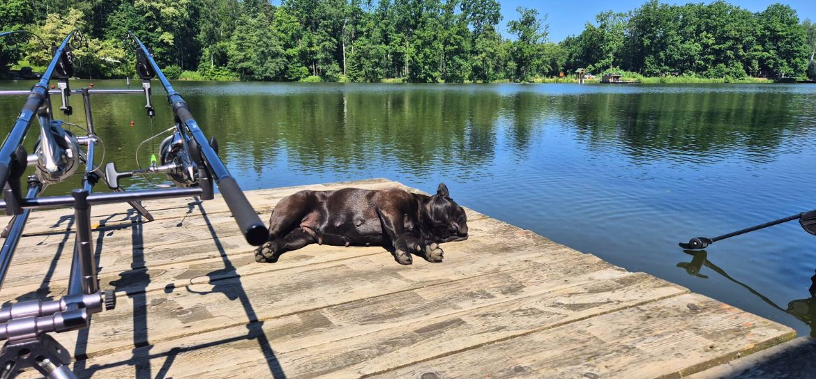 Pes ležící na molu u vody.