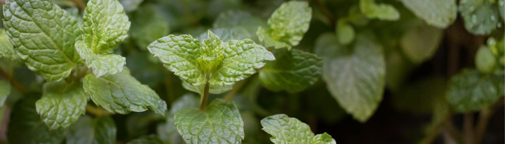 Rostlina Máta Peprná.