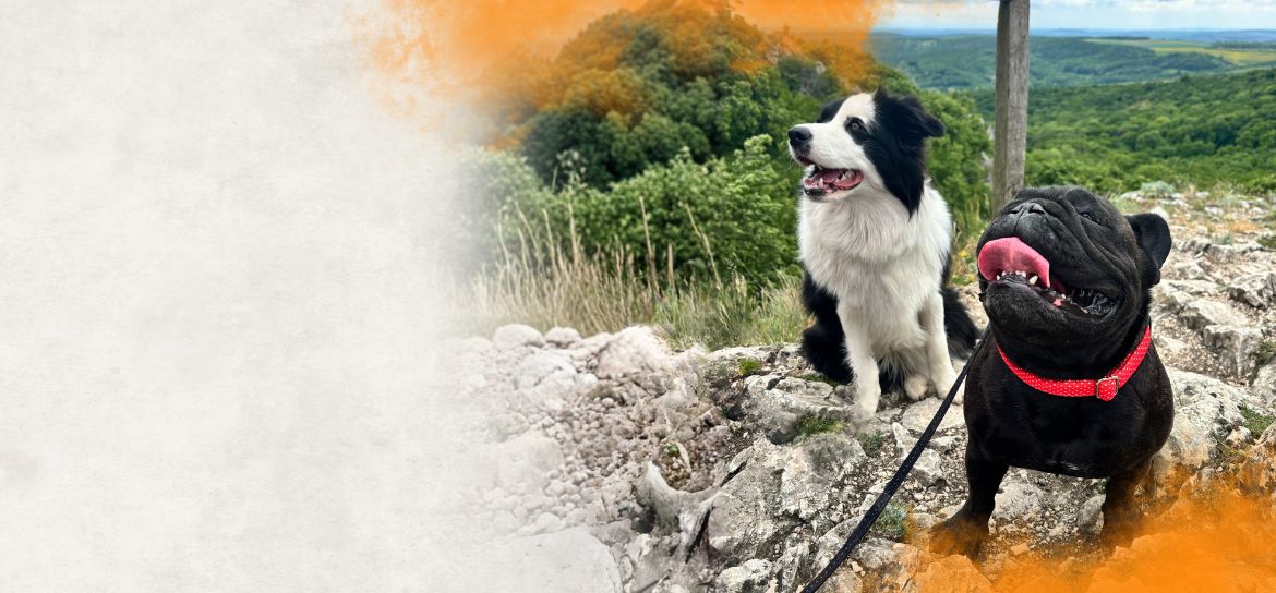 Psi sedící na vyhlídce v přírodě.