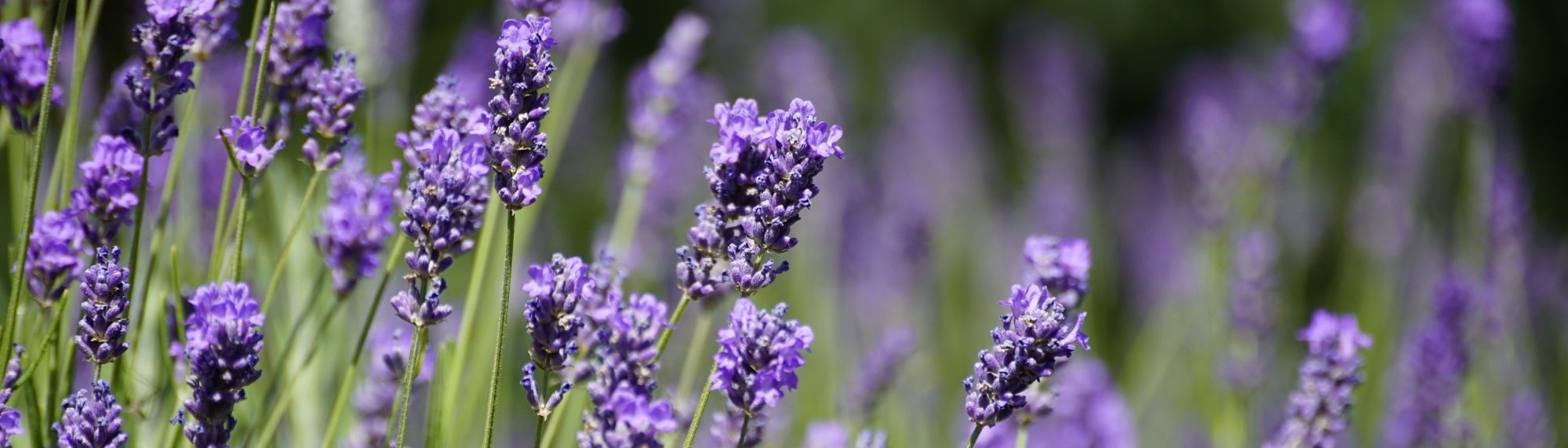 Lenandulové pole.
