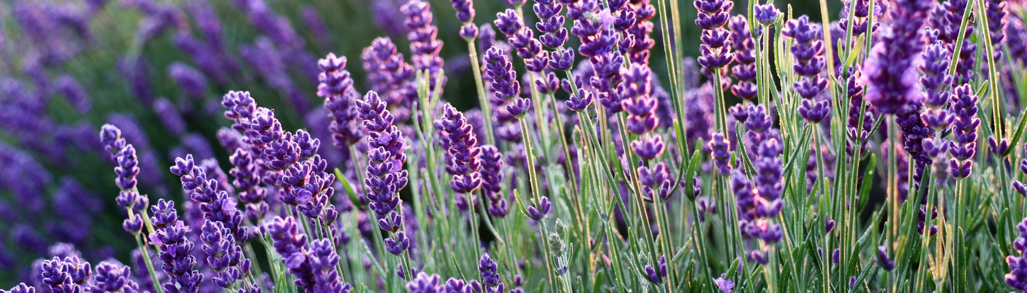 Levandule lékařská rostlina.