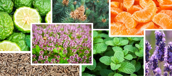 Chrápání pomohou bylinky a aromaterapie