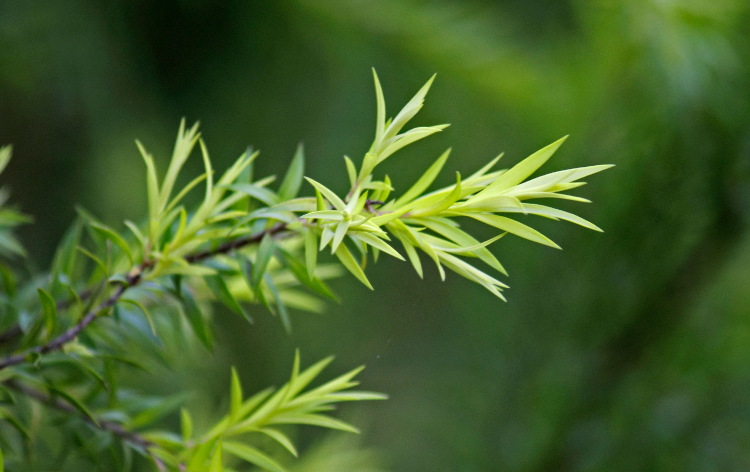 TEA TREE 