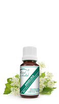 Esenciální olej ANGELIKA KOŘEN - 5 ml