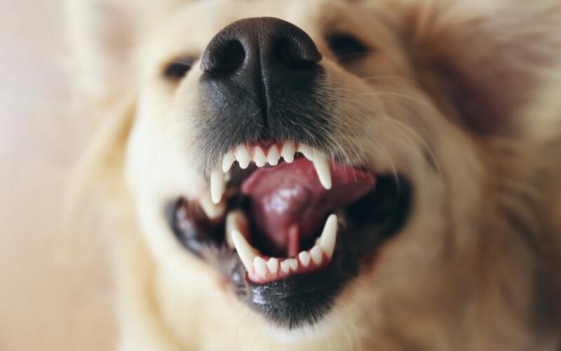 Halitóza: Trápí vašeho psa zápach z tlamy?