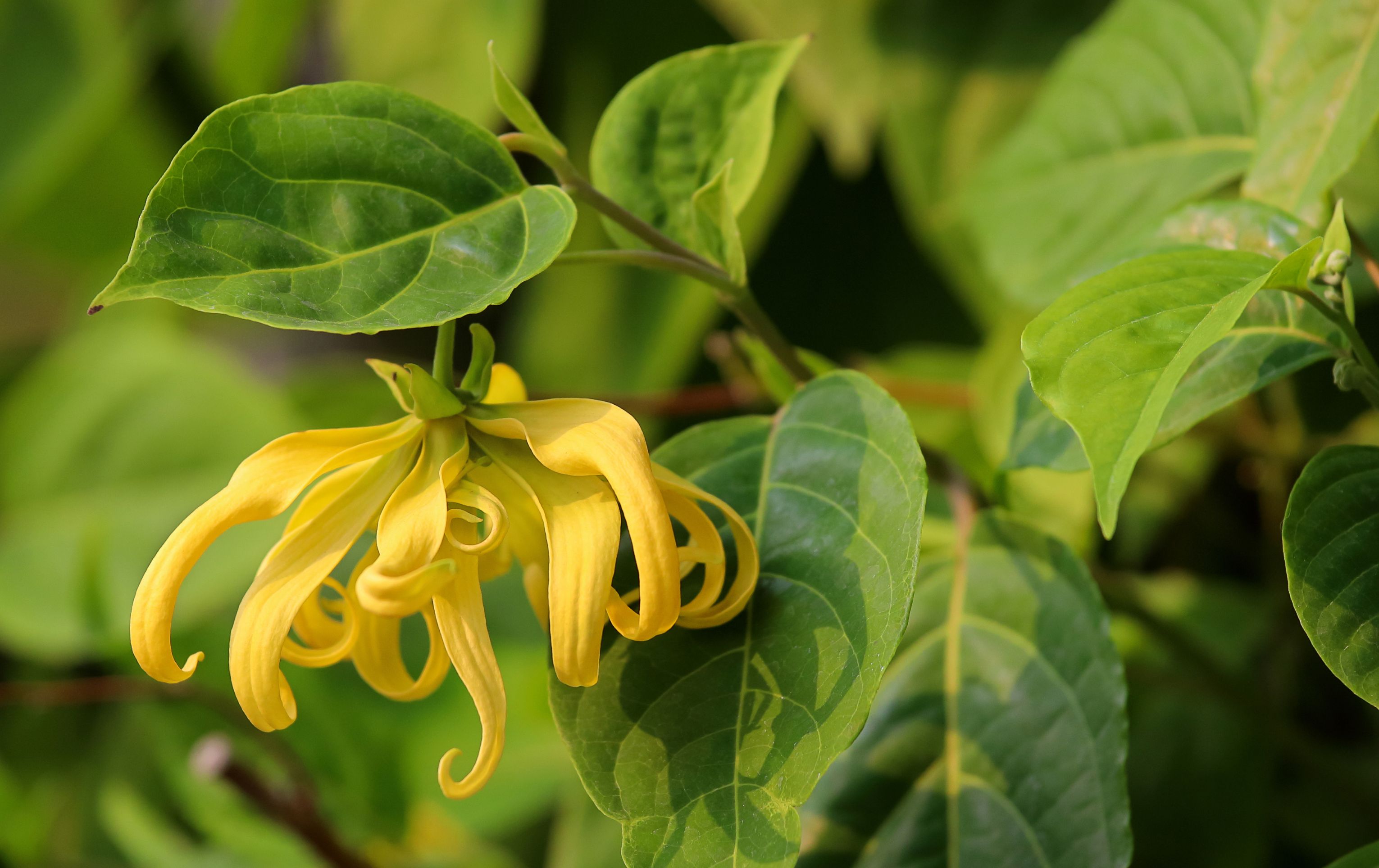 Léto s vůní EXOTIKY - 2.díl YLANG YLANG 