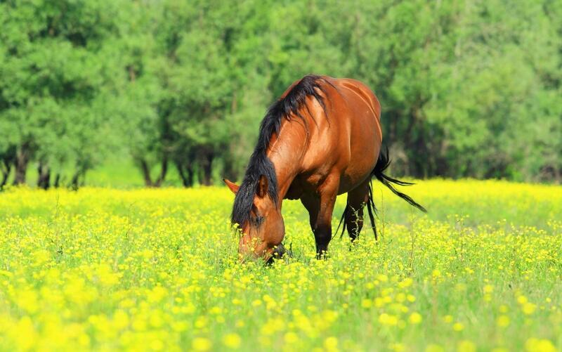 Rostliny jedovaté pro koně