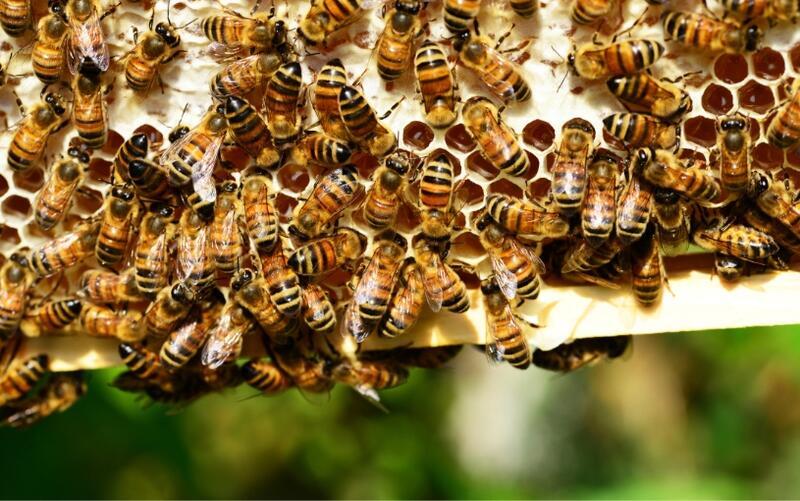 Pomáháme včelám i v roce 2023