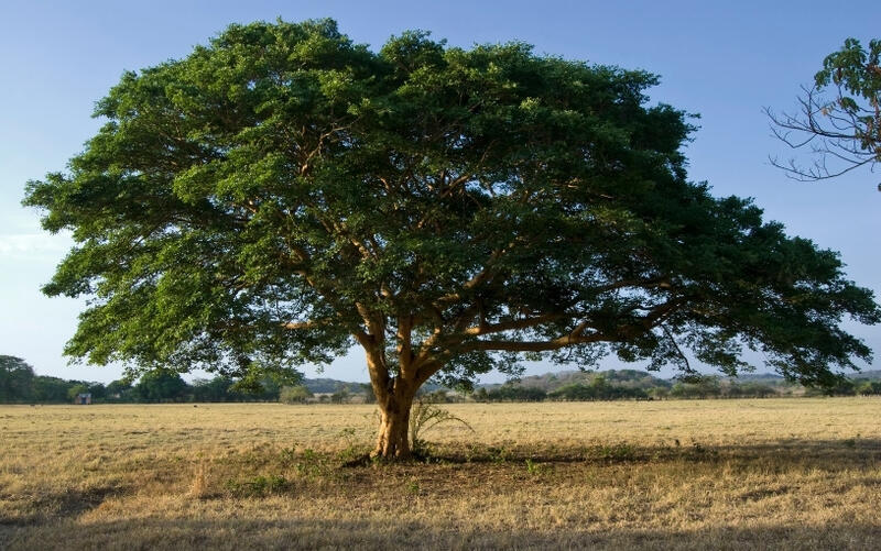 Protizánětlivá KOPAIVA pomáhá i zvířatům