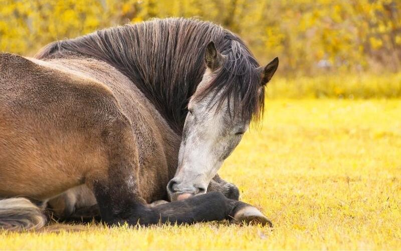 Zklidnění koně pomocí aromaterapie