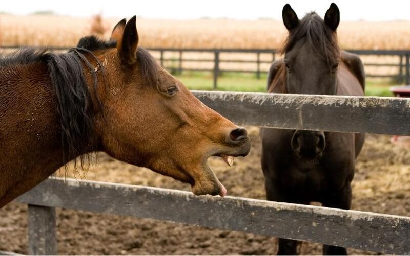 Aromaterapie pro koně: podpora dýchání