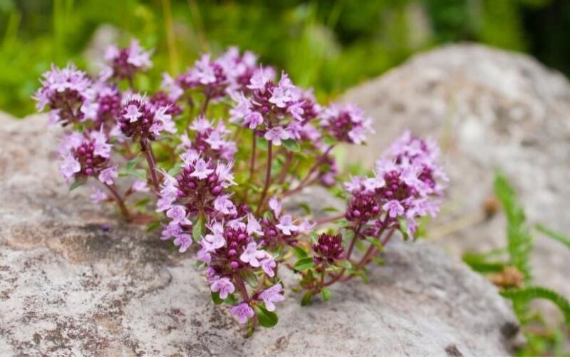 NOVINKA: Španělská verbena – svěží letní aroma