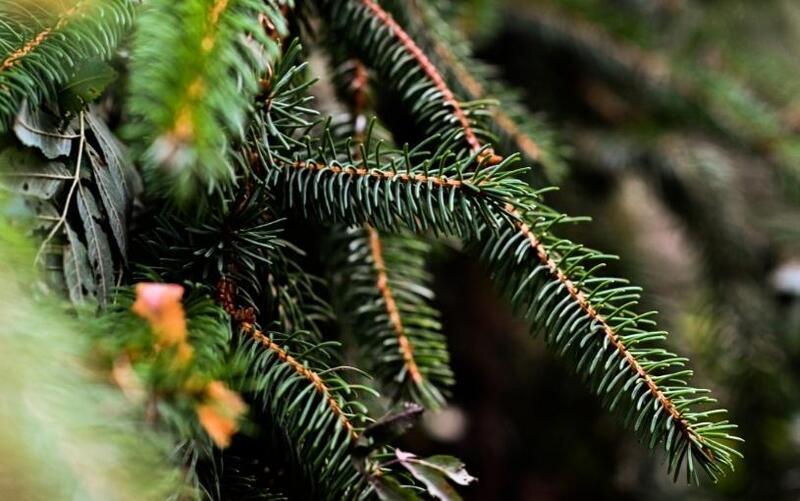 Vánoční stromek jako lesní terapie
