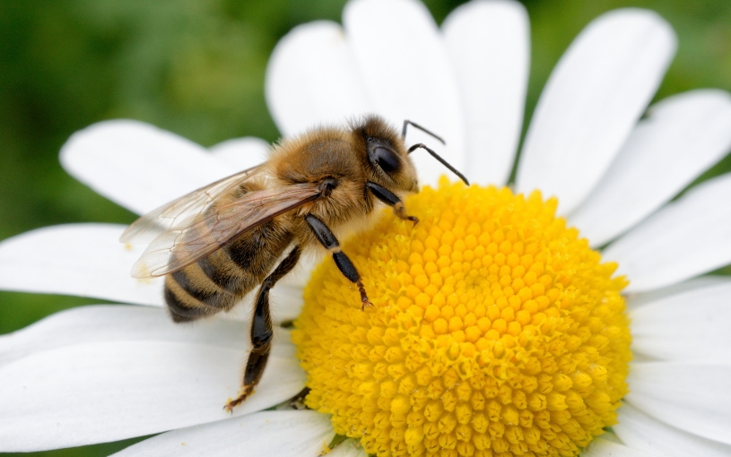 Včelí výzkum: prestižní grant ve spolupráci s Jihočeskou univerzitou!