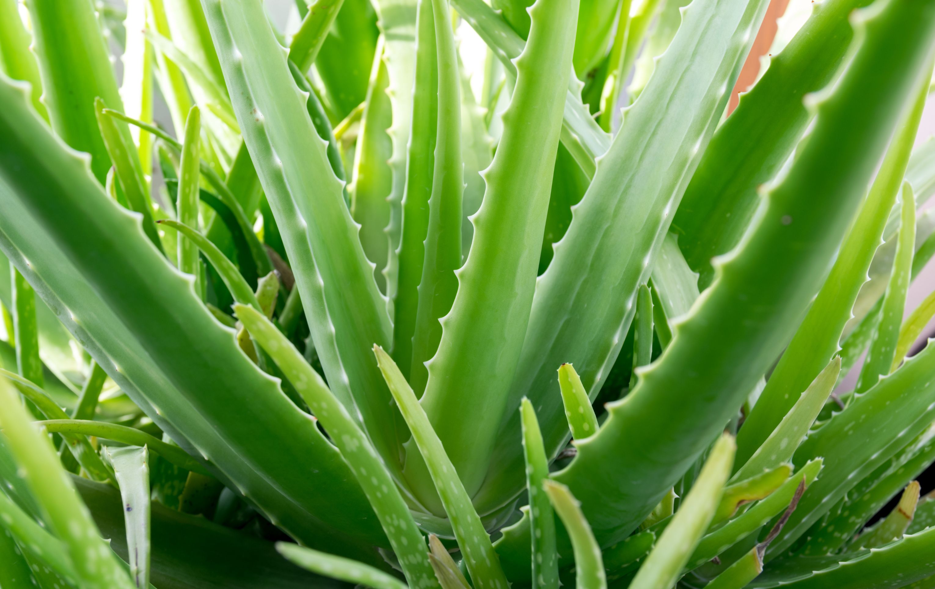 Aloe vera - rostlina sluncem stvořená