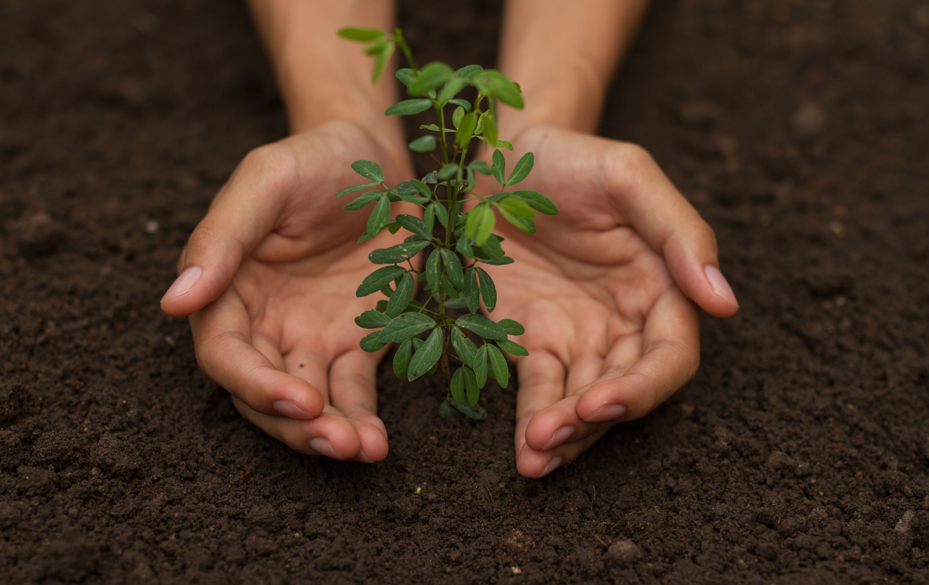 Rostlina chrání rostlinu