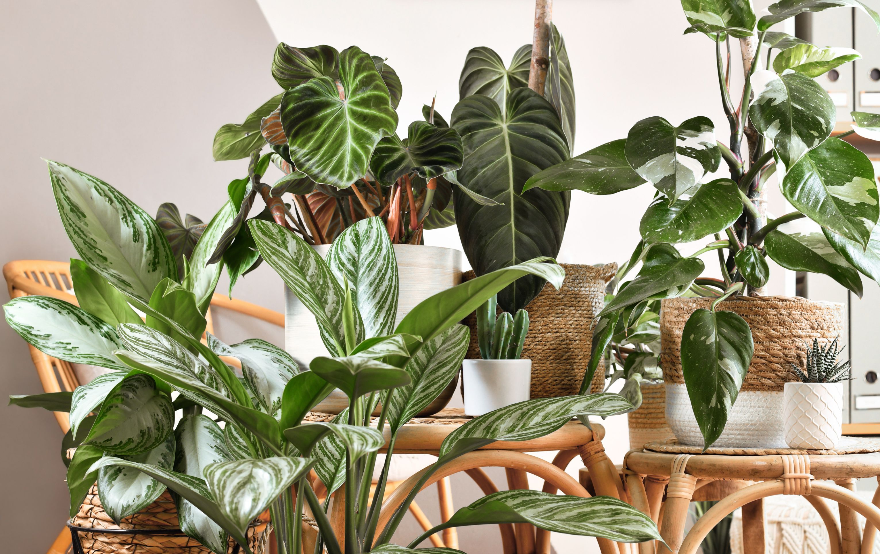 Jak připravit pokojové rostliny na zimu a ochránit je před škůdci?