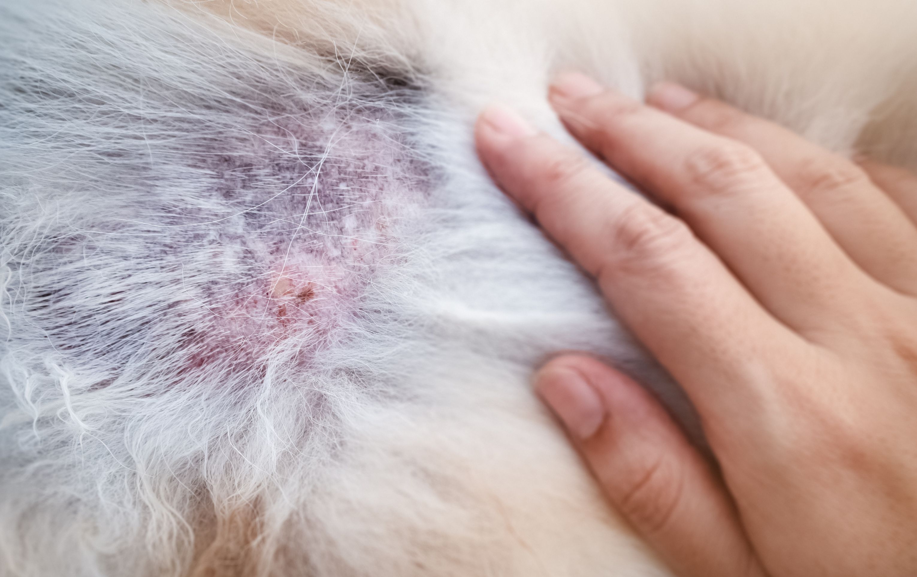 I psi trpí atopickou dermatitidou…