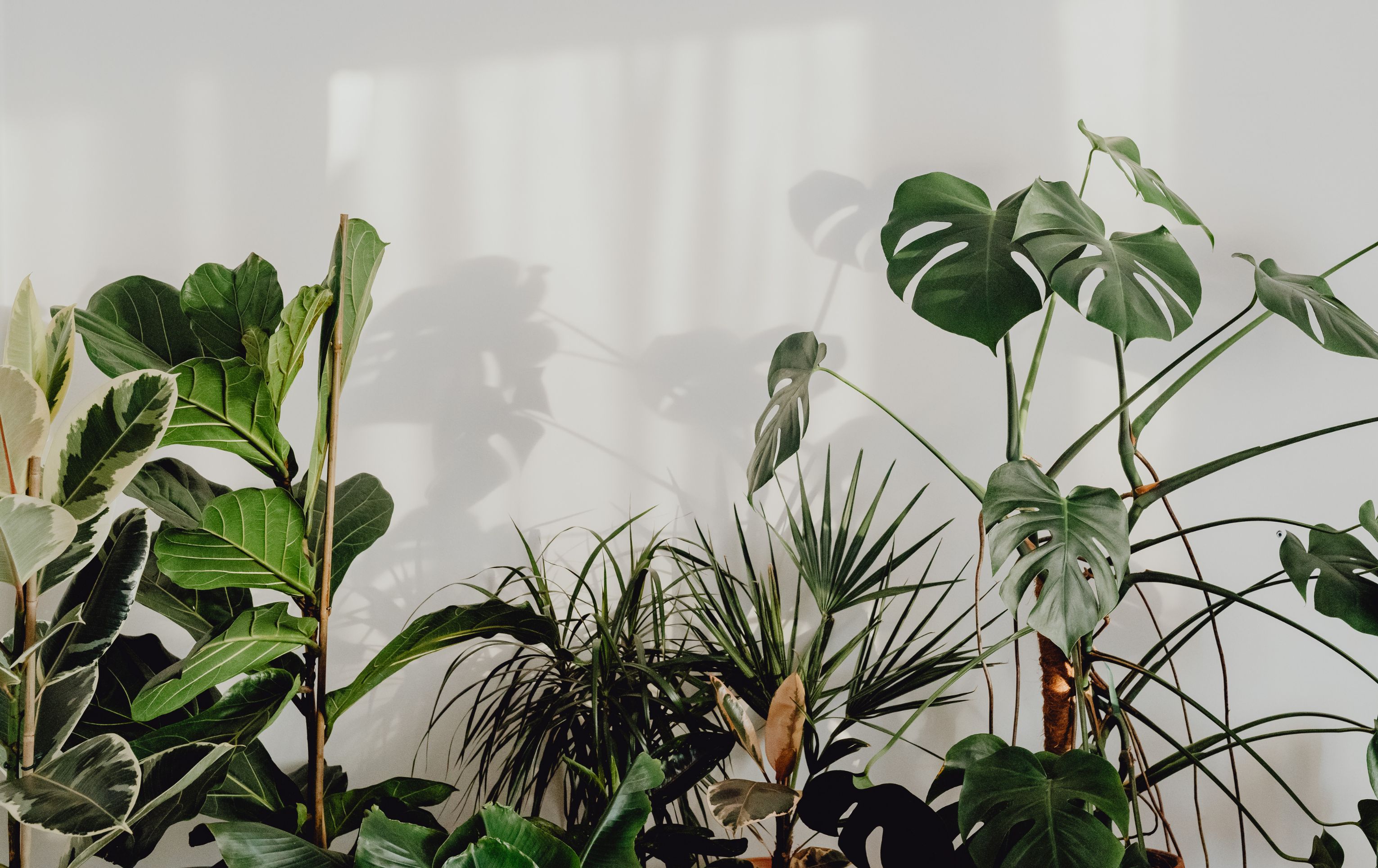 Jarní péče o pokojové rostliny: Jak je po zimě znovu nastartovat