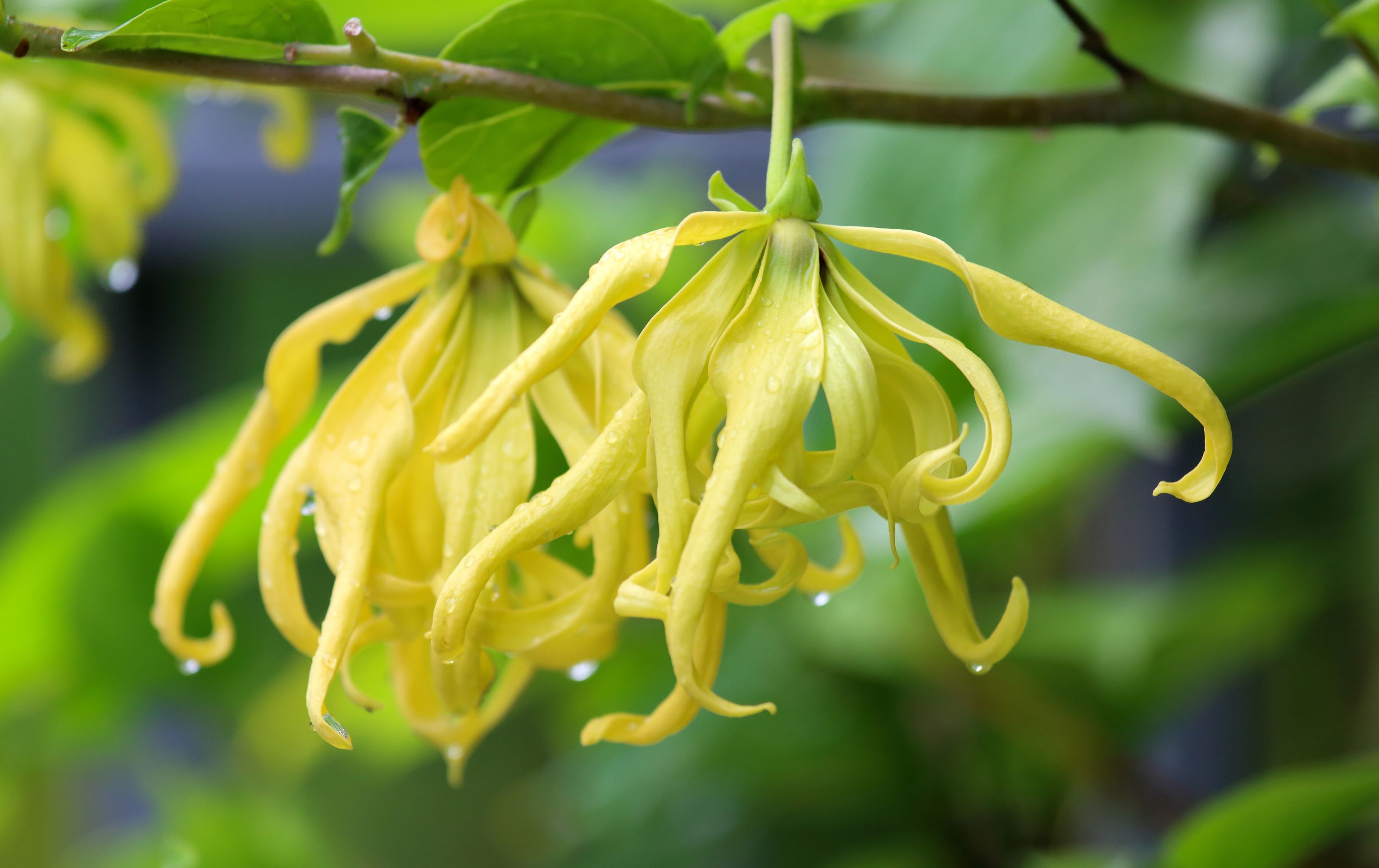Ylang ylang: Chameleon mezi esenciálními oleji